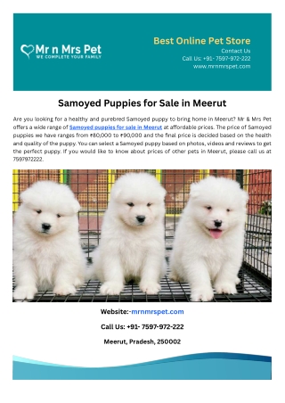 Samoyed Puppies for Sale in Meerut