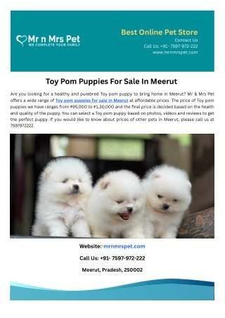 Toy Pom Puppies For Sale In Meerut