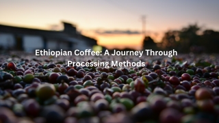 Exploring Ethiopia’s Signature Coffee Processing Styles