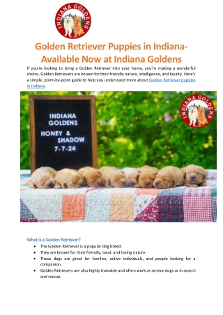 Golden Retriever Puppies Indiana- Available Now at Indiana Goldens