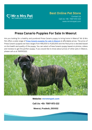 Presa Canario Puppies For Sale In Meerut