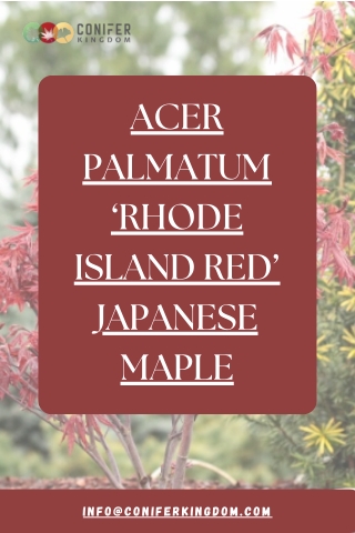 Garden Elegance in Every Season: Rhode Island Red Japanese Maple