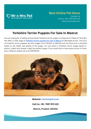 Yorkshire Terrier Puppies For Sale In Meerut