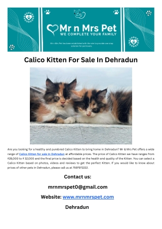 Calico Kitten For Sale In Dehradun