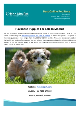 Havanese Puppies For Sale In Meerut