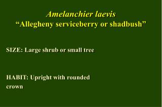 Amelanchier laevis “Allegheny serviceberry or shadbush”