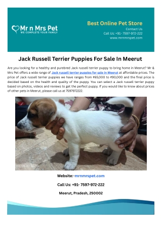 Jack Russell Terrier Puppies For Sale In Meerut