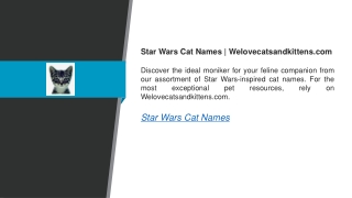 Star Wars Cat Names  Welovecatsandkittens.com