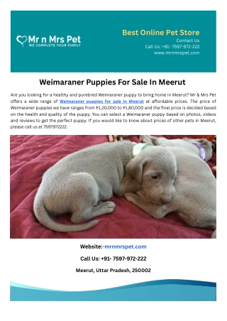 Weimaraner Puppies For Sale In Meerut