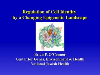 Brian P. O’Connor Center for Genes, Environment &amp; Health National Jewish Health