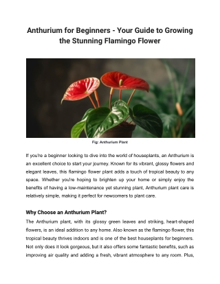 Anthurium for Beginners - Your Guide to Growing the Stunning Flamingo Flower