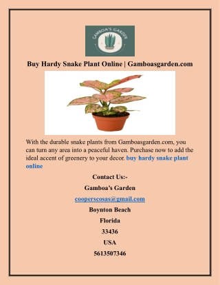 Buy Hardy Snake Plant Online  Gamboasgarden.com