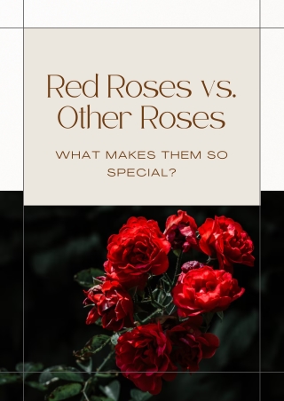 Red Roses vs. Other Roses: What Makes Them Special?