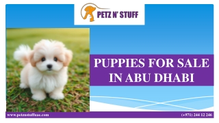 PUPPIES FOR SALE IN ABU DHABI (1)