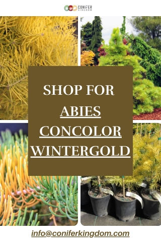 Bring Radiance to Winter with Abies Concolor Wintergold