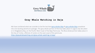 The Exhilarating Journey Of Grey Whales Baja Migration