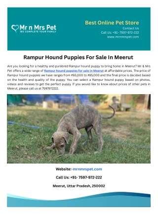 Rampur Hound Puppies For Sale In Meerut