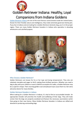 Golden Retriever Indiana- Healthy, Loyal Companions from Indiana Goldens