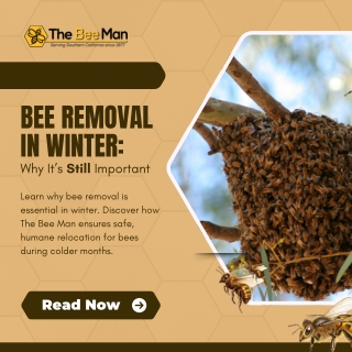 Bee Removal in Winter Why It’s Still Important