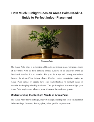 How Much Sunlight Does an Areca Palm Need? A Guide to Perfect Indoor Placement