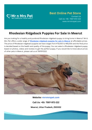 Rhodesian Ridgeback Puppies For Sale In Meerut