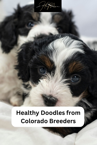 Healthy Doodles from Colorado Breeders