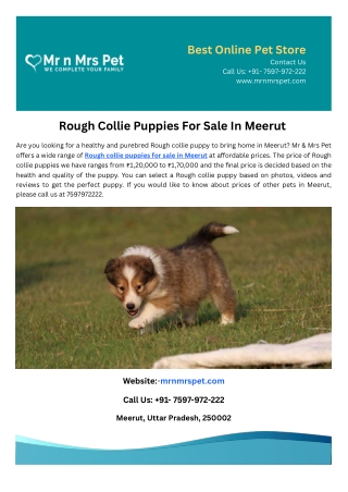 Rough Collie Puppies For Sale In Meerut