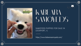 Discover the Irresistible Charm of a Samoyed Puppy for sale