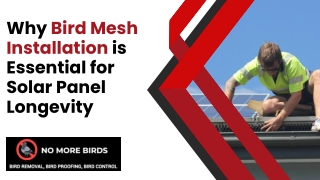 Why Bird Mesh Installation is Essential for Solar Panel Longevity