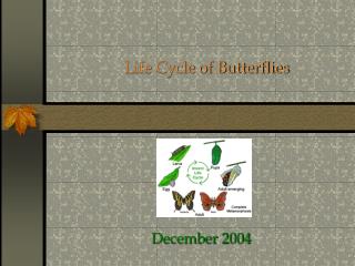 Life Cycle of Butterflies