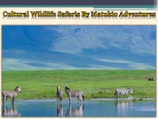 Cultural Wildlife Safaris By Matukio Adventures