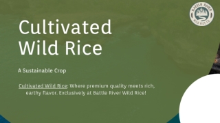 Nutritious Cultivated Wild Rice for Delicious Meals