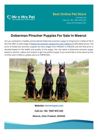 Doberman Pinscher Puppies For Sale In Meerut