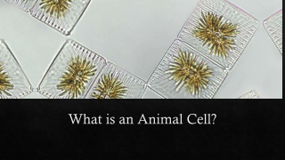 What is an Animal Cell?