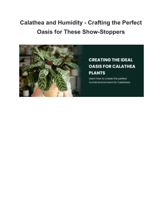 Calathea and Humidity - Crafting the Perfect Oasis for These Show-Stoppers