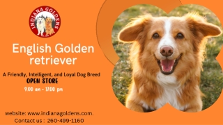 English Golden Retriever - Champion Bloodlines