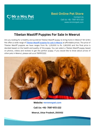 Tibetan Mastiff Puppies For Sale In Meerut