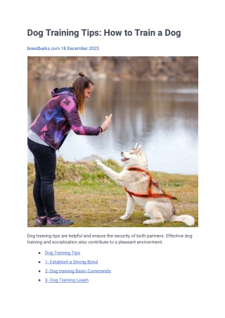 Dog Training Tips How to Train a Dog