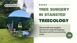 Tree Surgeon, Tree surgery in Stansted – Treecology