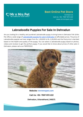 Labradoodle Puppies For Sale In Dehradun