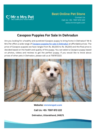 Cavapoo Puppies For Sale In Dehradun