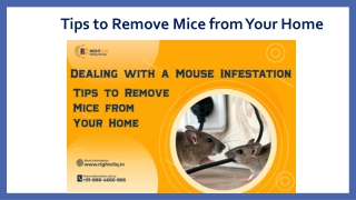 Important Tips to Remove Mice from Your Home