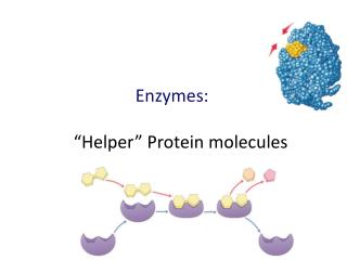 Enzymes: “Helper” Protein molecules