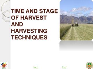 TIME AND STAGE OF HARVEST AND HARVESTING TECHNIQUES