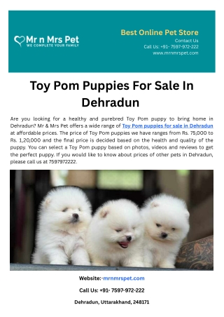 Toy Pom Puppies For Sale In Dehradun