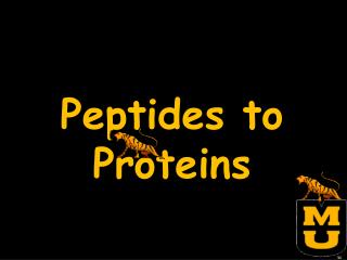 Peptides to Proteins