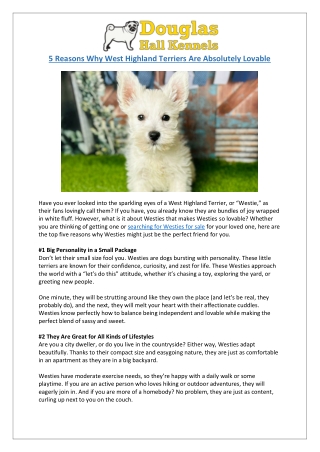 5 Reasons to Love West Highland Terriers (Westies) | Douglas Hall Kennels