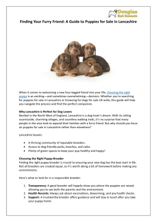 Puppies for Sale in Lancashire | Find Your Furry Friend | DHK