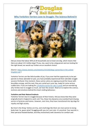 Yorkshire Terriers | Why They Love Snuggling | DHK