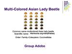 Multi-Colored Asian Lady Beetle